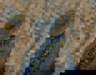 elden-ring-shadow-of-the-erdtree-dryleaf-dane.jpg