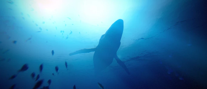 A whale swims overhead in Under the Waves