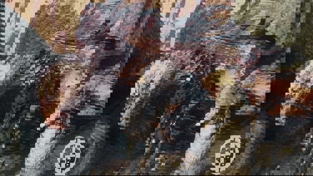 Best Thief build in Dragon's Dogma 2, including skills & weapons