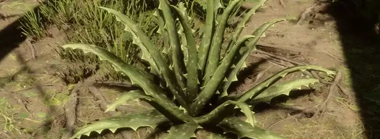Sons of the Forest Aloe Vera: Where to find, how to use