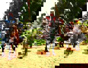 ark-fiber.jpg