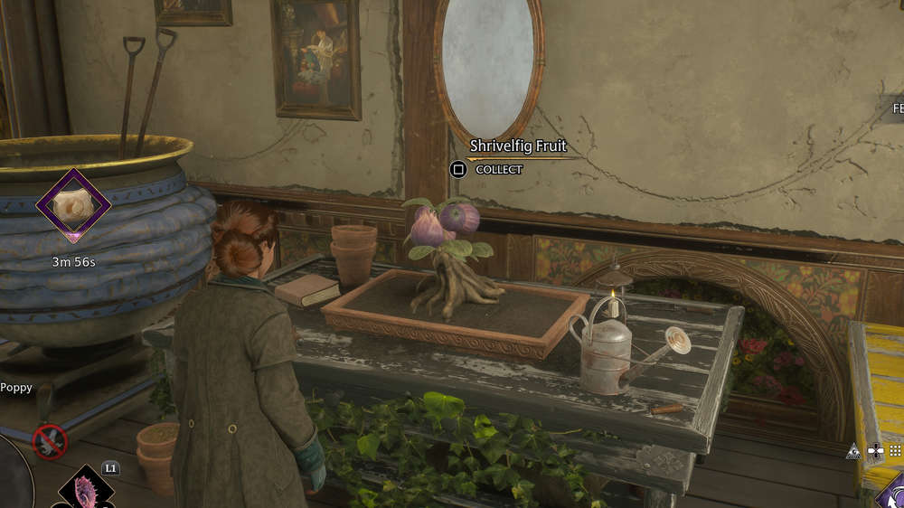 How to get Shrivelfig Fruit in Hogwarts Legacy