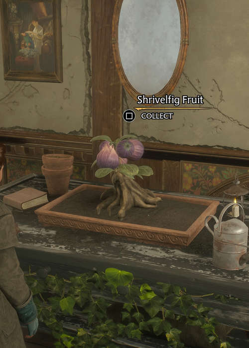 How to get Shrivelfig Fruit in Hogwarts Legacy