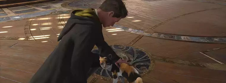 How to pet cats in Hogwarts Legacy
