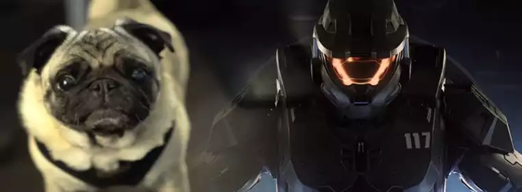 Halo Infinite Used A Pug Called Gyoza For Its Alien Noises