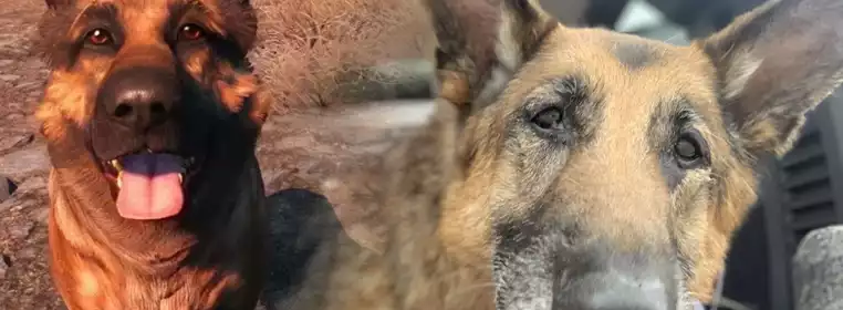 Fallout 4's Dogmeat Has Died In Real Life