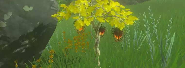 Zelda: Tears of the Kingdom Fire Fruit - How to get, all uses & best farm locations
