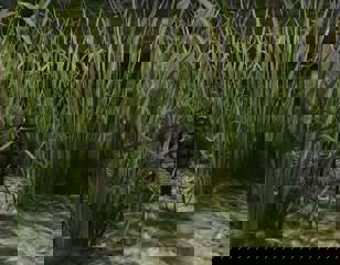 escape-from-tarkov-tripwire.jpg
