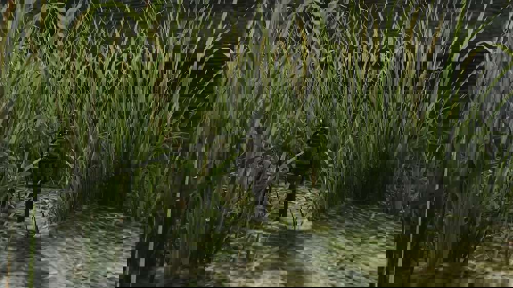 Escape from Tarkov: How to get & use tripwires