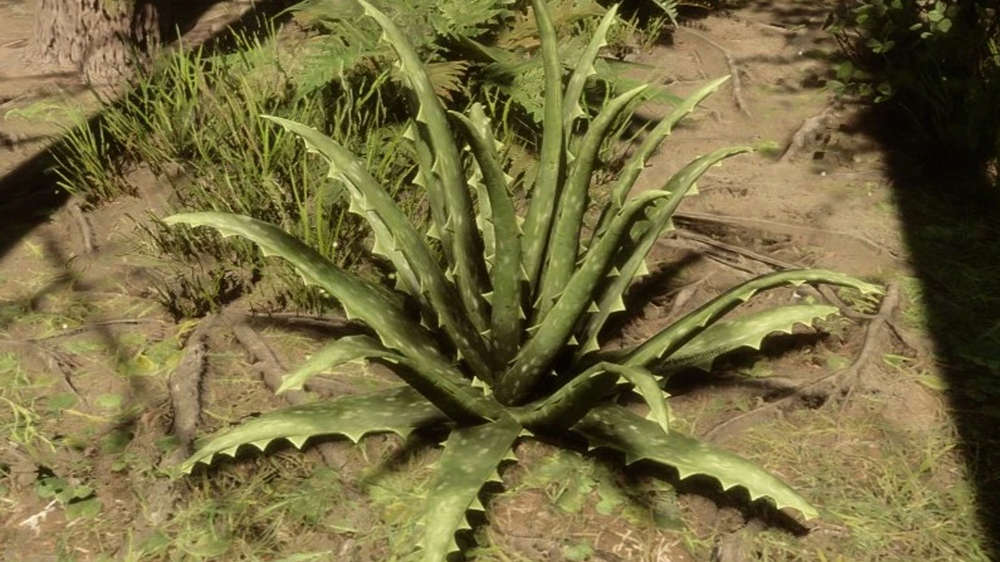 Sons of the Forest Aloe Vera: Where to find, how to use