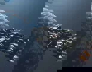 starfield.jpg