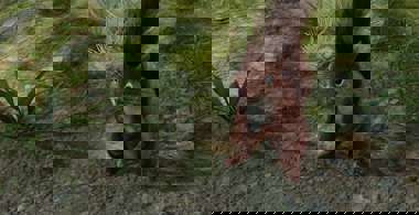 baldurs-gate-3-timber-squirrel.jpg