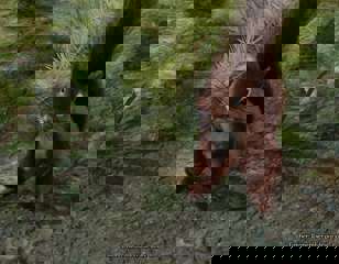baldurs-gate-3-timber-squirrel.jpg