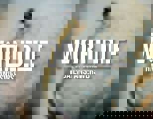 worldle-header-image.jpg